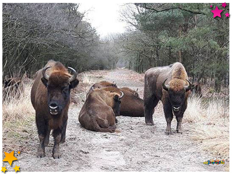 Buitendorpse Schaijkenaren vechten met wisent